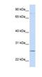 Protocadherin Gamma Subfamily C, 3 antibody, NBP1-59233, Novus Biologicals, Western Blot image 