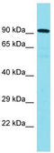 CCR4-NOT Transcription Complex Subunit 10 antibody, TA335594, Origene, Western Blot image 