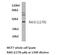 G Protein-Coupled Receptor Class C Group 5 Member A antibody, PA5-75408, Invitrogen Antibodies, Western Blot image 