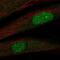 Twist-related protein 2 antibody, NBP2-56209, Novus Biologicals, Immunofluorescence image 