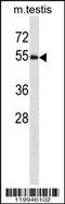 WW Domain Containing Oxidoreductase antibody, 57-993, ProSci, Western Blot image 