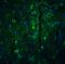 Glycerol-3-Phosphate Acyltransferase, Mitochondrial antibody, A05432, Boster Biological Technology, Immunofluorescence image 