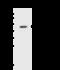 Eukaryotic Translation Initiation Factor 3 Subunit E antibody, GTX02257, GeneTex, Immunoprecipitation image 