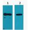 His tag antibody, LS-C387422, Lifespan Biosciences, Western Blot image 