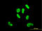 SRY-Box 9 antibody, LS-B4420, Lifespan Biosciences, Immunofluorescence image 