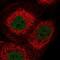 2-Oxoglutarate And Iron Dependent Oxygenase Domain Containing 3 antibody, NBP2-14387, Novus Biologicals, Immunofluorescence image 