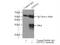 ATP Synthase Membrane Subunit C Locus 2 antibody, 19785-1-AP, Proteintech Group, Immunoprecipitation image 