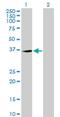 TP53 Target 5 antibody, H00027296-B01P, Novus Biologicals, Western Blot image 