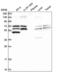 Thioredoxin Reductase 1 antibody, NBP2-55363, Novus Biologicals, Western Blot image 