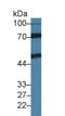 Interleukin 11 Receptor Subunit Alpha antibody, LS-C294826, Lifespan Biosciences, Western Blot image 