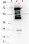 Antigen, P35, putative antibody, orb344670, Biorbyt, Western Blot image 