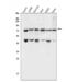 Protein Inhibitor Of Activated STAT 1 antibody, A01707, Boster Biological Technology, Western Blot image 