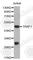 TNF Receptor Associated Factor 1 antibody, A0150, ABclonal Technology, Western Blot image 