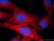 Major Histocompatibility Complex, Class I-Related antibody, 15240-1-AP, Proteintech Group, Immunofluorescence image 