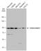 Dishevelled Segment Polarity Protein 2 antibody, NBP2-16168, Novus Biologicals, Western Blot image 