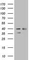 WD Repeat Domain 61 antibody, TA807589, Origene, Western Blot image 