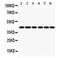 Indoleamine 2,3-Dioxygenase 1 antibody, PA5-79437, Invitrogen Antibodies, Western Blot image 