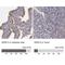 WD Repeat Domain 13 antibody, NBP1-85820, Novus Biologicals, Immunohistochemistry paraffin image 