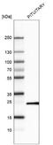 Prolactin antibody, NBP2-76502, Novus Biologicals, Western Blot image 