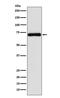 Frizzled Class Receptor 8 antibody, M06680-1, Boster Biological Technology, Western Blot image 