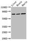 Heat Shock Protein Family A (Hsp70) Member 5 antibody, LS-C681820, Lifespan Biosciences, Western Blot image 