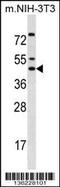 Iroquois Homeobox 5 antibody, 58-629, ProSci, Western Blot image 