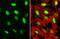 DNA Ligase 1 antibody, 56219, QED Bioscience, Immunofluorescence image 