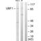 Upstream Binding Transcription Factor antibody, A05134, Boster Biological Technology, Western Blot image 