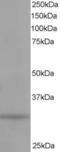 Phosphatidylinositol Transfer Protein Alpha antibody, LS-C20193, Lifespan Biosciences, Western Blot image 