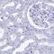 Testis Expressed 101 antibody, HPA041915, Atlas Antibodies, Immunohistochemistry paraffin image 