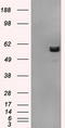 ATP Synthase F1 Subunit Beta antibody, LS-C114909, Lifespan Biosciences, Western Blot image 
