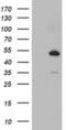 NUCB1 antibody, MA5-25806, Invitrogen Antibodies, Western Blot image 