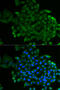 Component Of Oligomeric Golgi Complex 2 antibody, STJ114500, St John