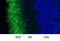Rhodopsin antibody, NBP2-25160, Novus Biologicals, Immunocytochemistry image 