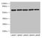 Rho Guanine Nucleotide Exchange Factor 3 antibody, orb41508, Biorbyt, Western Blot image 