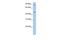 DNA Polymerase Kappa antibody, GTX46189, GeneTex, Western Blot image 