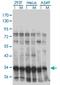 HM20B antibody, H00010362-M01, Novus Biologicals, Immunoprecipitation image 