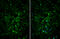Tryptophan Hydroxylase 2 antibody, GTX101962, GeneTex, Immunocytochemistry image 