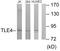 TLE Family Member 4, Transcriptional Corepressor antibody, LS-B9145, Lifespan Biosciences, Western Blot image 