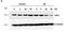 Fizzy And Cell Division Cycle 20 Related 1 antibody, NBP2-15840, Novus Biologicals, Western Blot image 