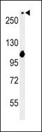 Notch Receptor 3 antibody, LS-C100466, Lifespan Biosciences, Western Blot image 