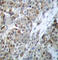 BCL2 Associated Agonist Of Cell Death antibody, AP0143, ABclonal Technology, Immunohistochemistry paraffin image 