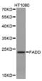 Fas Associated Via Death Domain antibody, abx000849, Abbexa, Western Blot image 