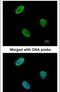 RAD9 Checkpoint Clamp Component A antibody, PA5-21275, Invitrogen Antibodies, Immunofluorescence image 