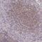 TNF Alpha Induced Protein 8 antibody, PA5-63397, Invitrogen Antibodies, Immunohistochemistry frozen image 