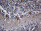 Repulsive Guidance Molecule BMP Co-Receptor A antibody, LS-C792831, Lifespan Biosciences, Immunohistochemistry paraffin image 