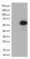 CD27 Molecule antibody, M01148-2, Boster Biological Technology, Western Blot image 