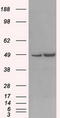 LEM Domain Containing 3 antibody, TA500796, Origene, Western Blot image 