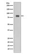 Heat Shock Transcription Factor 1 antibody, P00250, Boster Biological Technology, Western Blot image 