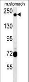 GRIP And Coiled-Coil Domain Containing 2 antibody, LS-C166407, Lifespan Biosciences, Western Blot image 